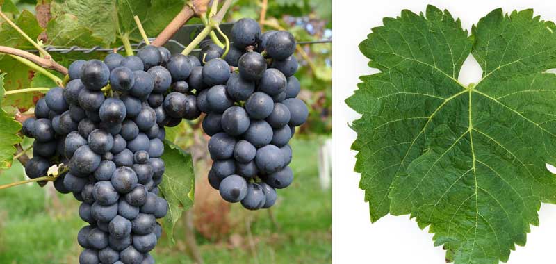 Κρητικά κρασιά της OINOCRETA - INOCRETA